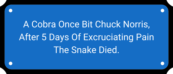 A Cobra once bit Chuck Norris, after 5 days of excruciating pain the snake died.